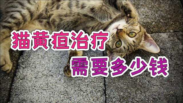 猫黄疸治疗需要多少钱