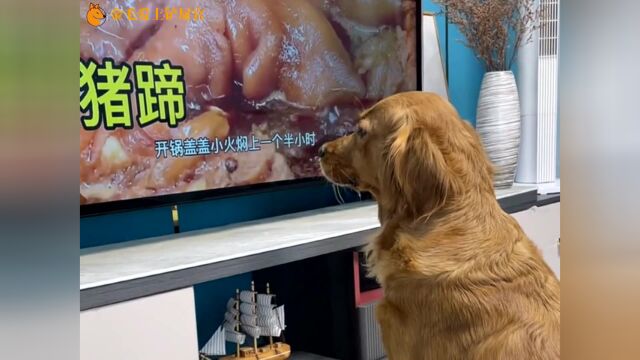 金毛在电视上看炖猪蹄,然后走向了自己的小伙伴小乳猪的旁边,真逗