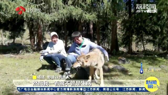 时代追梦人!与狼为伴 创建野狼谷 “女狼王”深山峡谷守护狼群