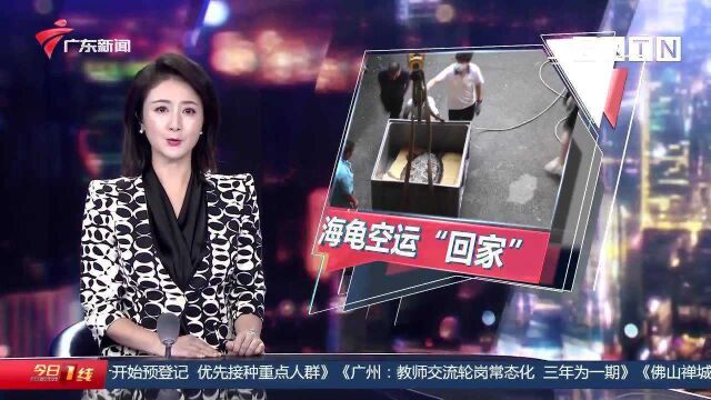 上海:濒危海洋动物!6只被捕猎海龟乘专机“回家”