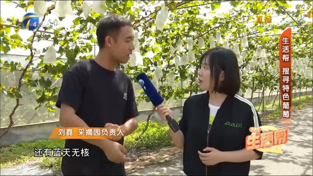 硕丰果蔬采摘园:生活帮带你来看特色葡萄!