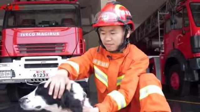 汶川地震救援最后一只搜救犬冰洁走了