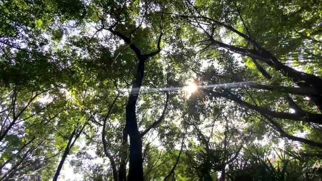 雨水在路上了!未来三天重庆气温逐日下滑 全市最高气温或降至32℃