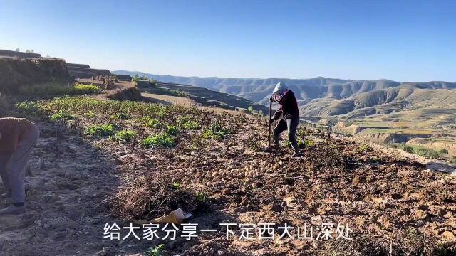 看看这土豆,靠天吃饭的农民容易吗?