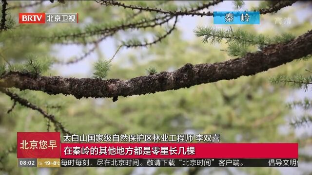 珍稀程度不亚于大熊猫!探访秦岭地区的“国宝级”植物