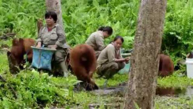 猩猩丛林学校,小猿猴为它们回归野外生活做准备