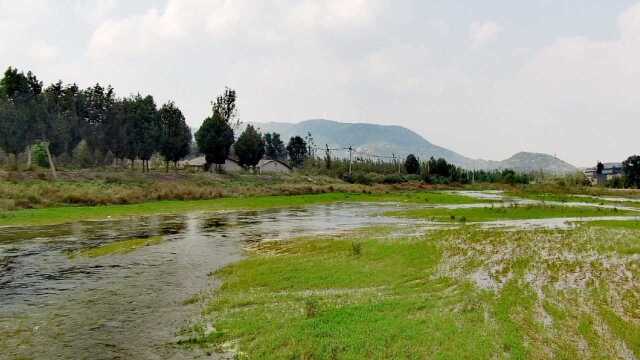 济南长清张夏土门村大沙河!水草丰盛石桥山水风光美!实地来看看