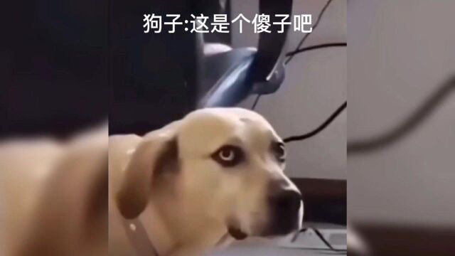 狗子好像在看傻子的表情