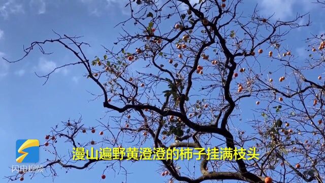 威海小山村 百年柿树映红了乡景