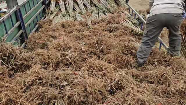 树上的“香菜”品种 红油香椿树苗介绍 红油香椿苗价格