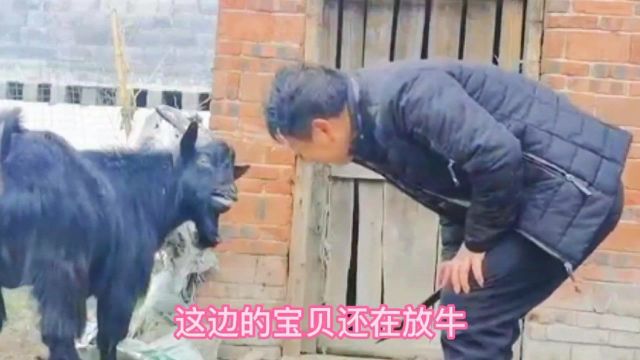 农村宰羊的全部过程