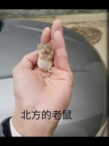 南方和北方的老鼠差距这么大,看一遍笑一遍