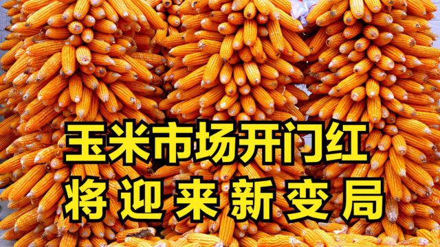 11月份第一天,玉米市场出现了开门红!玉米将迎来新变局