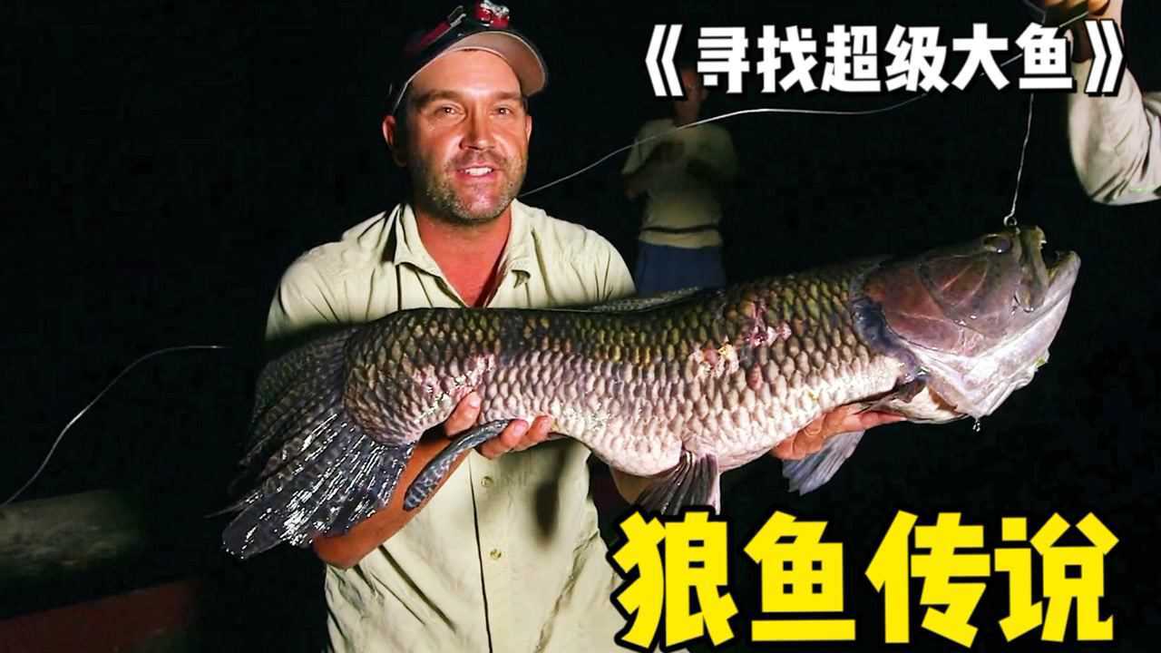 《寻找超级大鱼》纪录片,凶狠的狼鱼,晚上觅食白天休息_腾讯视频