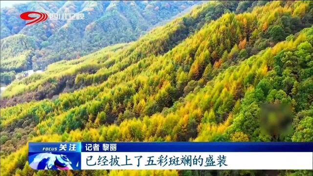 随着低温空气的来袭,巴山光雾山进入最佳观赏期,游客驻足观看!