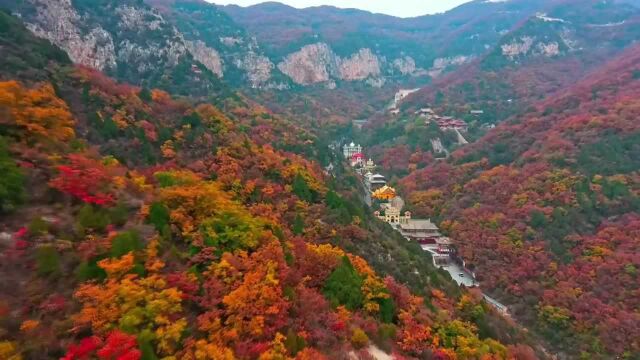 (电视通稿ⷥ›𝥆…ⷧ”Ÿ态)山西长治:红叶漫山野 太行美如画