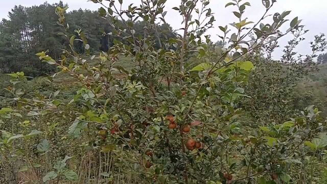 八千亩茶油,看看人家的种植以及管理模式,值得学习