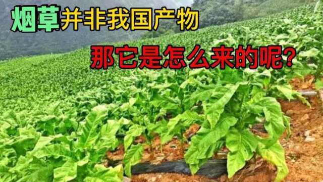 纪录片:香烟是怎么来的?烟草并非我国产物,而是由外邦传入?