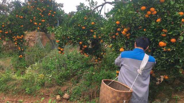 湖南早熟蜜桔皮薄肉多无籽,冬子家两棵树摘了四框,真是结得太多了