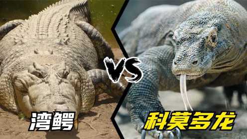 鳄鱼VS科莫多龙，爬行动物的巅峰对决，谁才是最强霸主？