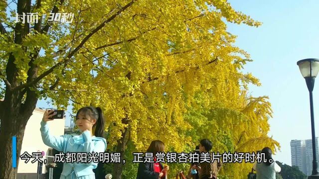 阳光下的成都锦里中路成了市民的“扫黄”拍摄基地