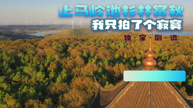 南京最美秋景之六合止马岭池杉林,我为啥拍了个寂寞?