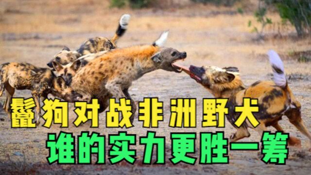 鬣狗对战非洲野犬,鬣狗咬合力是野犬的五倍,谁的实力更胜一筹