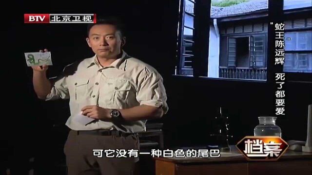 陈远辉救治伤者,得知毒蛇外貌特征,竟与“小青龙”十分相似