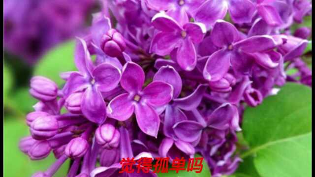 热歌《丁香花》旋律优美 让人陶醉