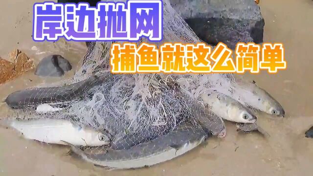 岸边抛网,捕鱼就这么简单!