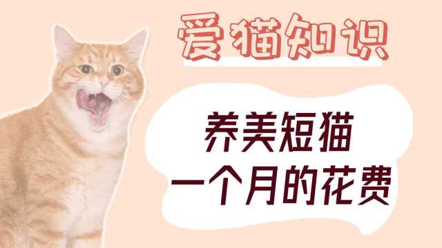 养美短猫一个月的花费