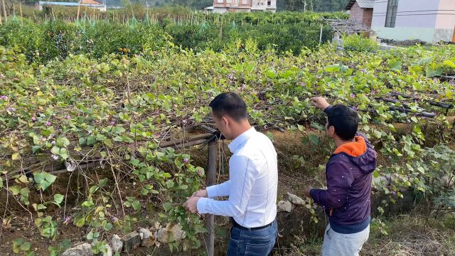 美女来小辉家玩,摘点豆炒辣椒招待她,建鹏摘豆摘出一把老币