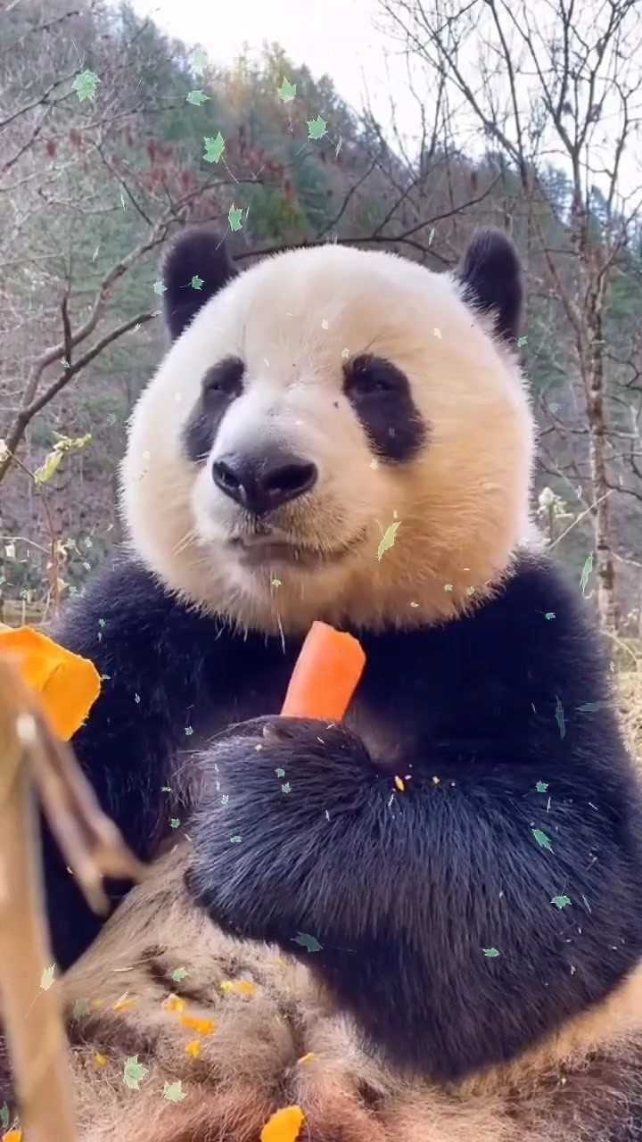 大熊猫吃胡萝卜的样子多可爱啊