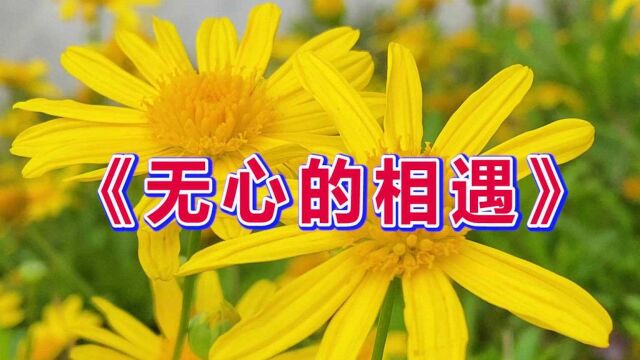 一首催泪情歌《无心的相遇》歌声动听,伤感深情,当初不应该把你爱!