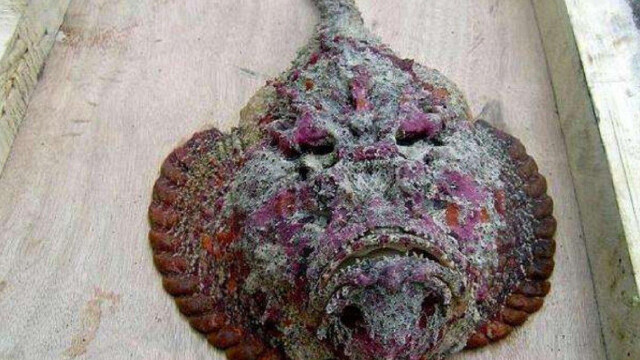 石头鱼的刺带有剧毒,每根刺带有的毒素量,都能杀死1千只老鼠