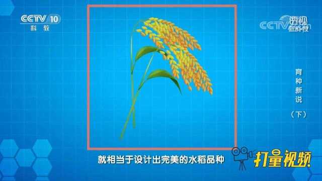 科学家是何时开始分子育种技术的?来听专家详细讲解