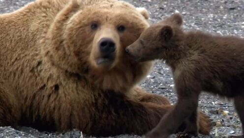 《熊族面面观》- 各种不同的熊都有着怎样有趣的生活呢？