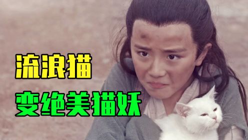 奇幻片：小乞丐捡到一只流浪猫，带回去后，竟变成绝美九尾猫妖