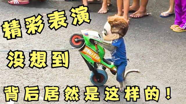 猴子给观众带来精彩的表演,没想到背后竟然是这样的!