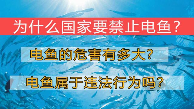 电鱼被罚157万?电鱼有什么危害?为什么会被禁止?