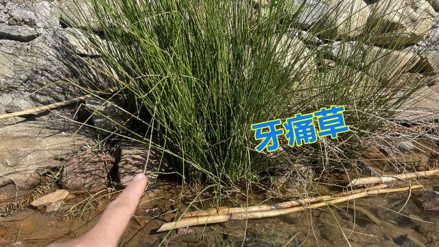 河边长的“牙痛草”市场要卖70元一斤,很多人不认识一起了解一下