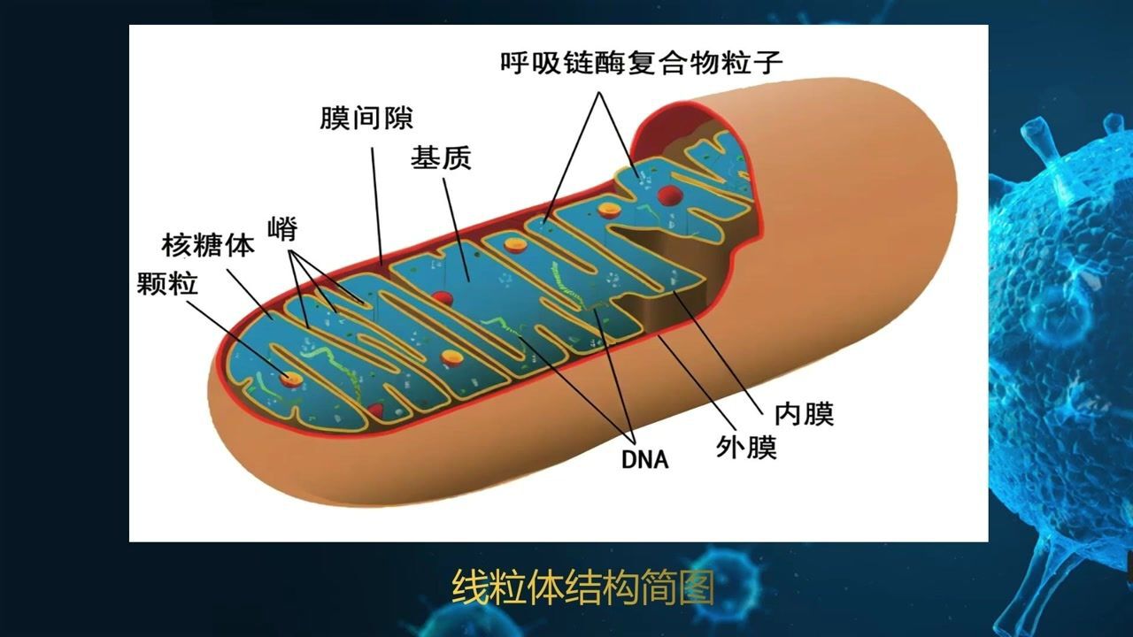 线粒体与疾病（临床2141）_高清1080P在线观看平台_腾讯视频