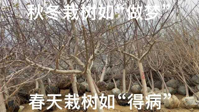 走进山东最大的果树批发小镇,全国80%的果树从这里发出,真厉害