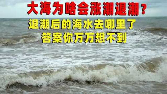 大海为啥每天潮起潮落?退潮以后的海水又去哪了?看完长见识了!