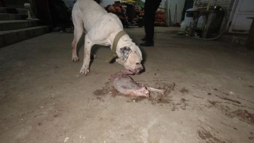 “杀人犬”诺基吃肉真生猛，整只羊羔一口爆头，看着真是太过瘾了！