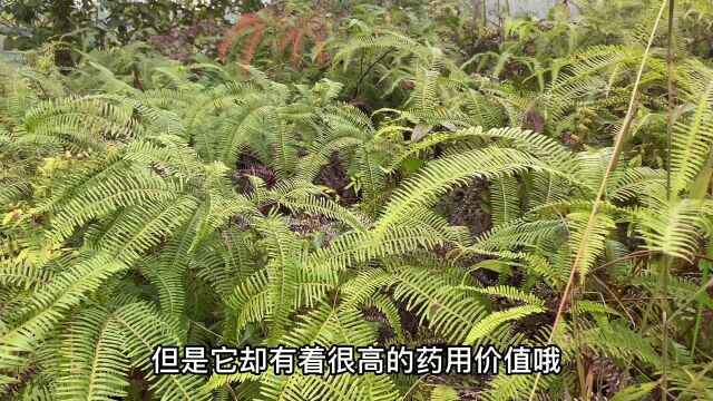 农村经常见到的芒萁,其实它是一种中药哦