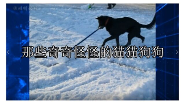 那些奇奇怪怪的猫猫狗狗:谁家还没只傻猫傻狗呢