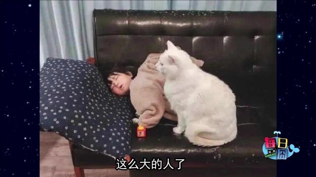 【每日一囧】小猫咪坑人事件,小猫咪无语:这也能赖我?