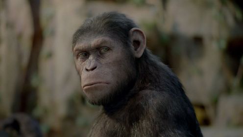 经典科幻电影：高智商大猩猩反抗人类的奴役和压迫