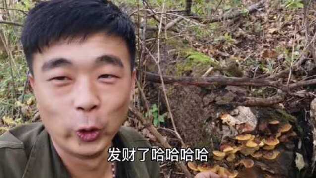 杨树桑黄学名北韩桑黄,在韩国被称为软黄金,特别受欢迎